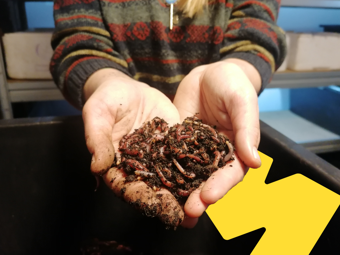 Kalifornské dážďovky 